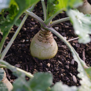 Rutabaga PSR