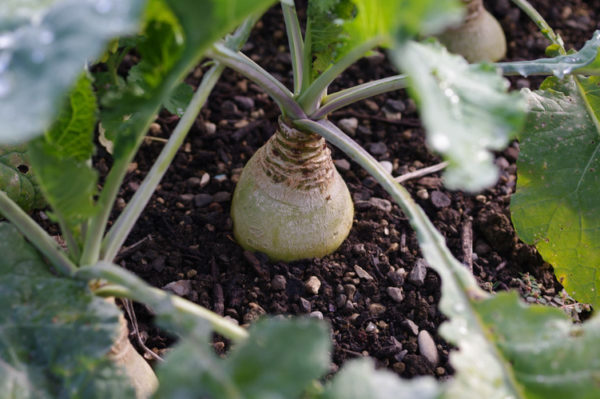 Rutabaga PSR