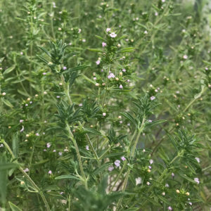 Sarriette annuelle