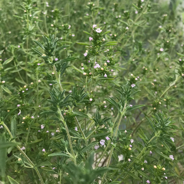 Sarriette annuelle