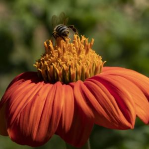 Tournesol du Mexique