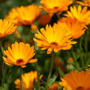 Souci des jardins, calendula
