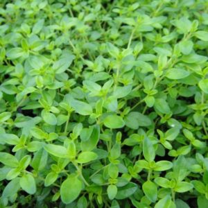 Thym citron