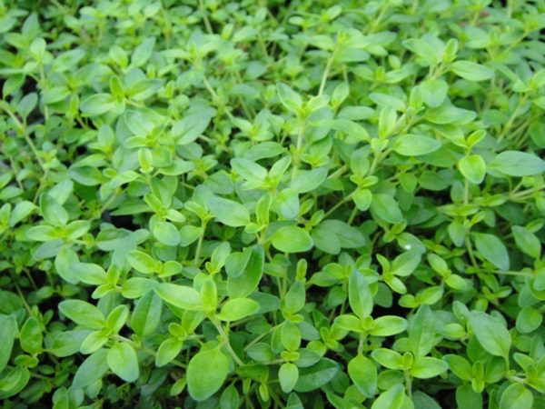 Thym citron