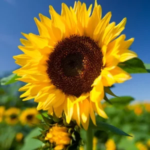 Tournesol ramifié
