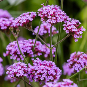 Verveine de Buenos Aires