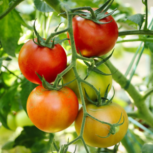 Tomate à fruits moyens