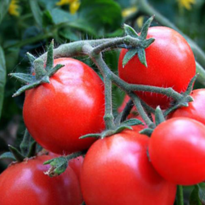 Tomate à port déterminé