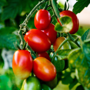 Tomate type cerise et datte