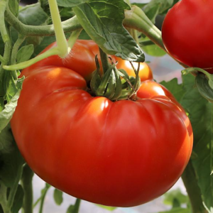 Tomate à fruits charnus