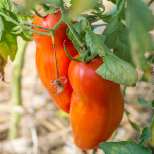 Tomate type pelati