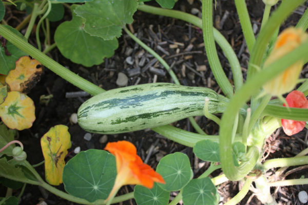 Courgette de Gênes PSR