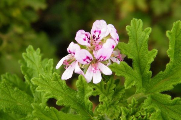 Géranium odorant variétés diverses