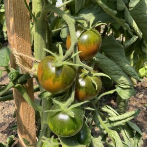 Tomate Paul Robeson