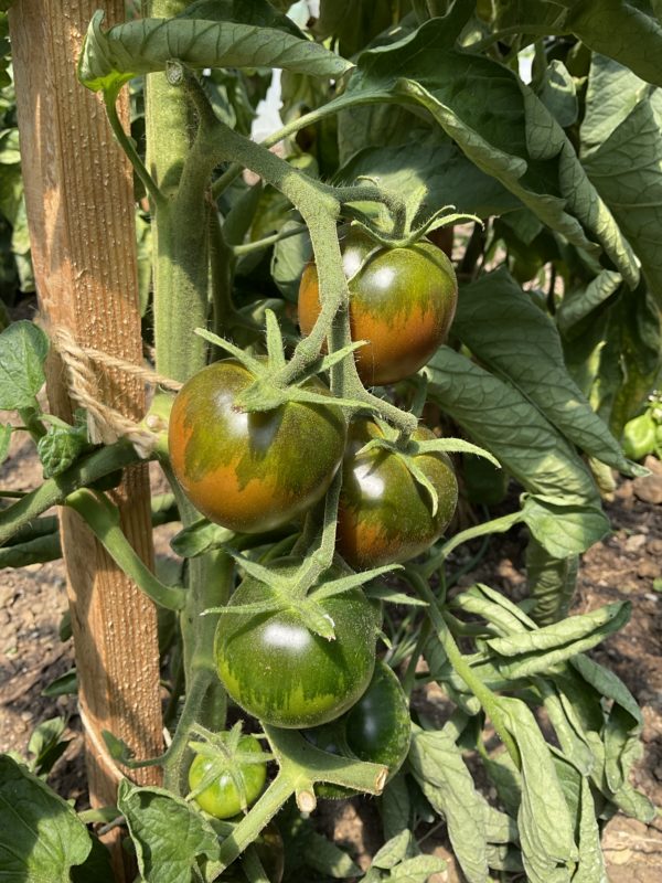 Tomate Paul Robeson