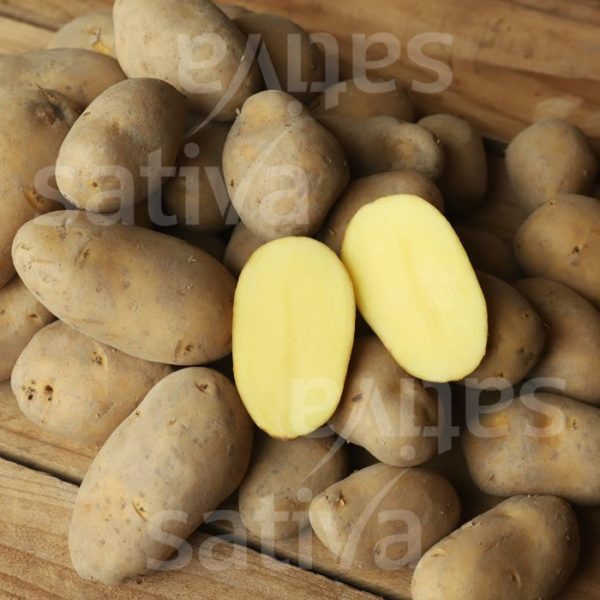 Pomme de terre Annabelle 500gr