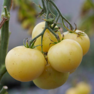 Tomate Shah Mikado White PSR