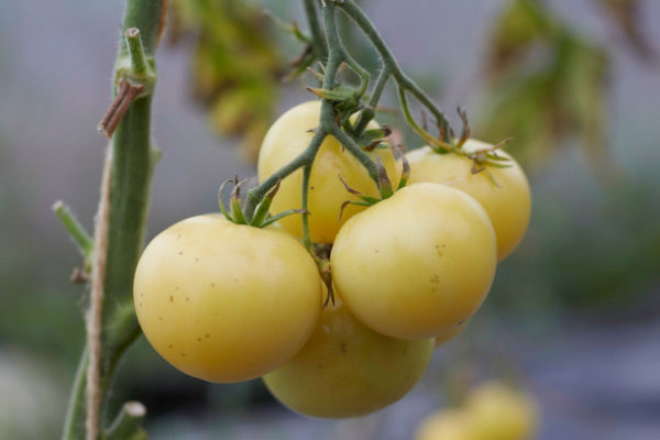 Tomate Shah Mikado White PSR