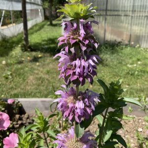 Monarde citronnée