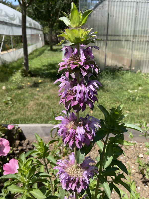 Monarde citronnée