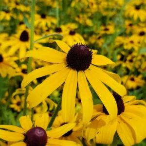 Rudbeckie hérissée PSR