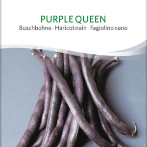 *Haricot nain Purple Queen