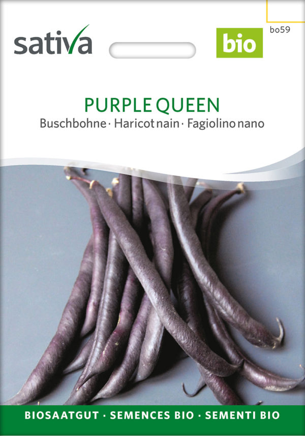 *Haricot nain Purple Queen