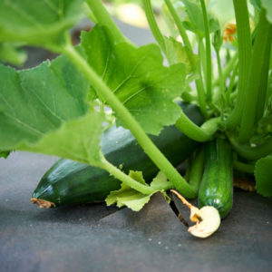 Courgette Verte des maraîchers PSR