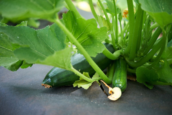 Courgette Verte des maraîchers PSR