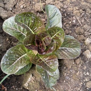 Laitue romaine rouge