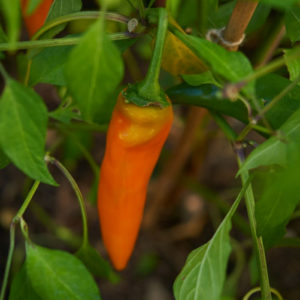 Poivron Tequila Sunrise PSR