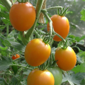 Tomate Auriga PSR