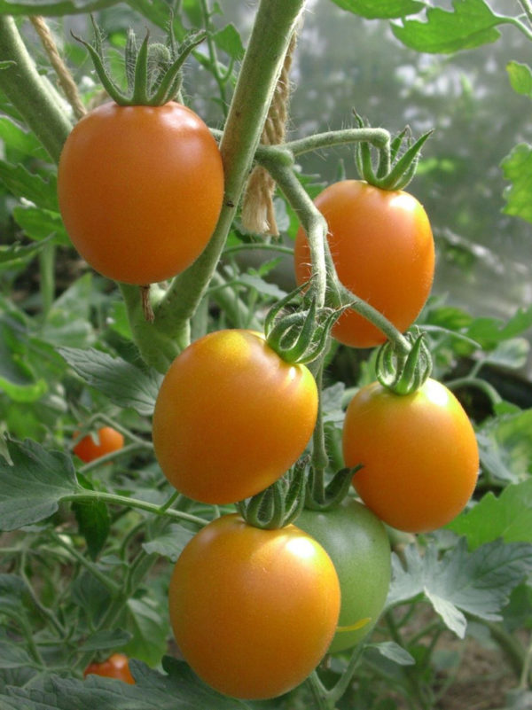 Tomate Auriga PSR