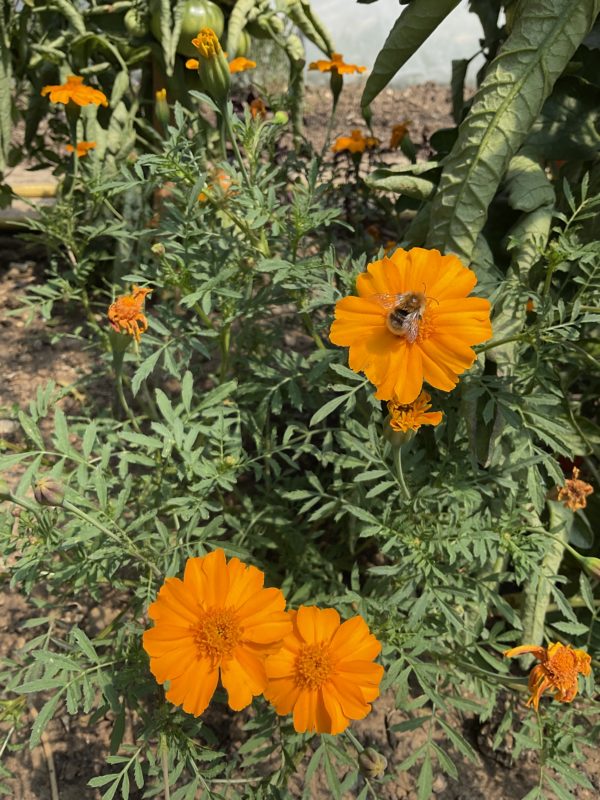 Tagète Petite Orange PSR