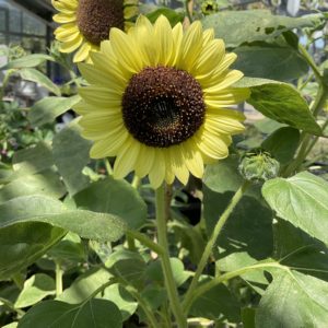 Tournesol Primerose PSR