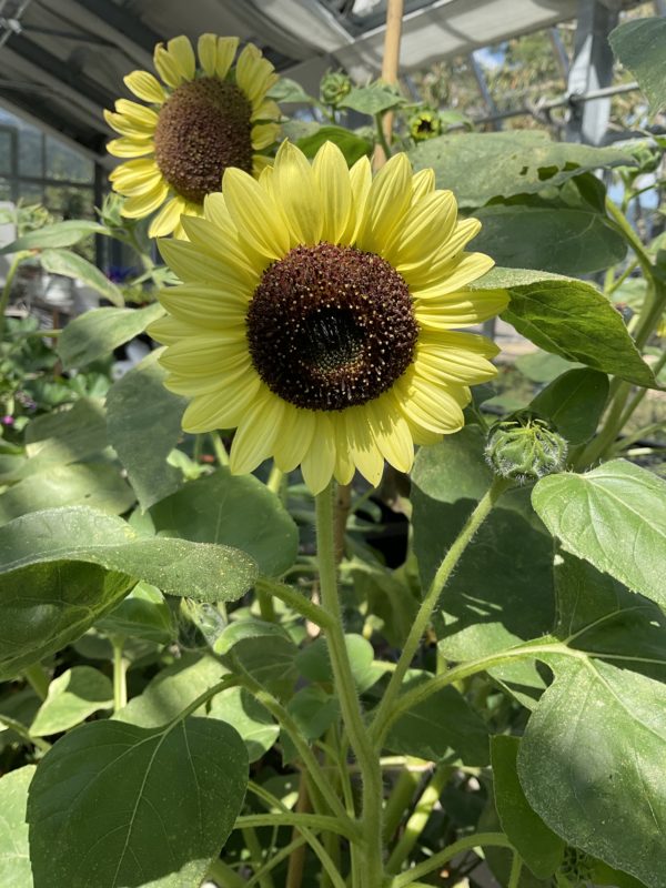 Tournesol Primerose PSR