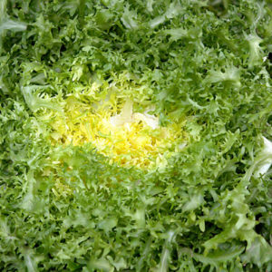 Chicorée scarole frisée