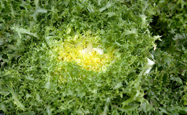 Chicorée scarole frisée