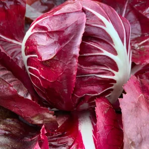Chicorée scarole « rouge »Giuletta et palla rossa
