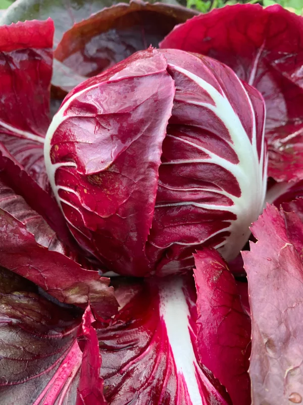 Chicorée scarole « rouge »Giuletta et palla rossa