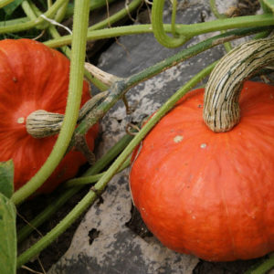 Courge Potiron de Genève PSR