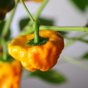 Piment Jaune de Jamaïque