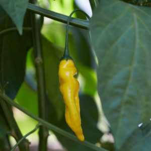 Piment Lemon drop PSR