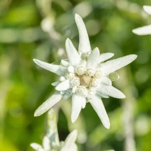 Edelweiss