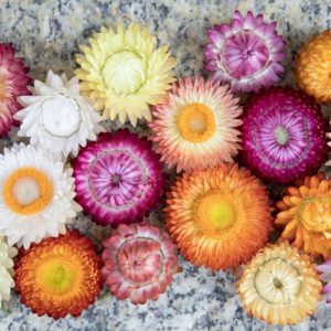 Immortelle à bractée