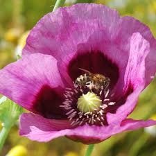 Pavot Planète rouge du Jura PSR