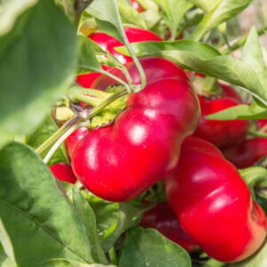 Poivron Ashe County Pimiento