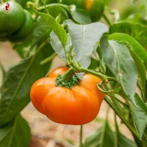 Poivron Doe Hill Golden Bell