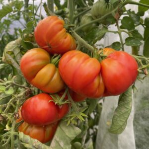 Tomate Ficarazzi PSR